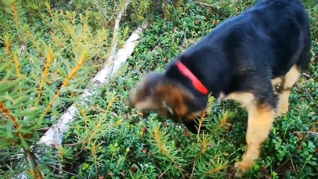 Щенок немецкой овчарки, 4 месяца смотреть онлайн