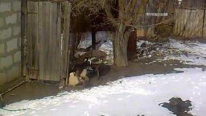 Котофил Яндыки