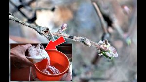 Облейте кустики жимолости этим весной в апреле мае от вредителей и болезней!