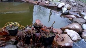 Водные лилии или нимфеи Хранение зимой