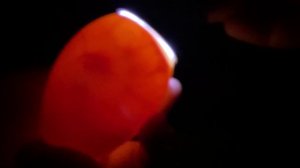 Инкубация гусиного яйца. Овоскопирование на 10 день. Совместная инкубация гусиного и куриного яйца.