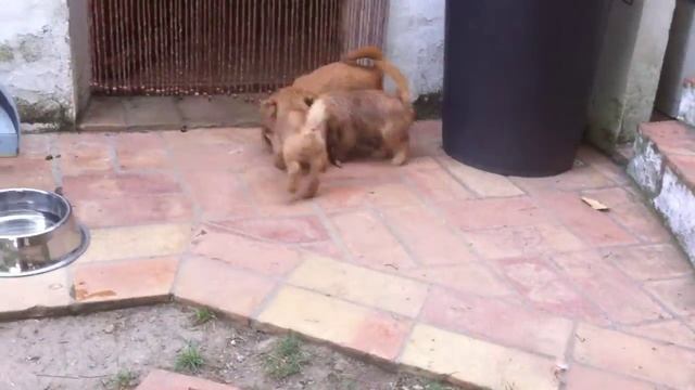 Norfolk Terrier puppy for sale. Cachorro Norfolk Terrier en venta. смотреть онлайн