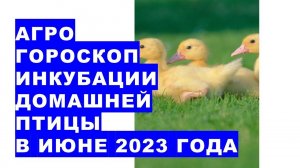 Агрогороскоп инкубации домашней птицы в июне 2023 года. Інкубація домашніх птахів в червні 2023 року