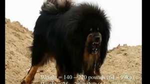 ТОП 15 СТОРОЖЕВЫХ СОБАК