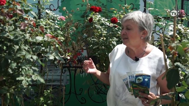 Почему Сохнет РОЗА ?Чем Болеют Розы ? Советы От Хитсад ТВ дачные советы смотреть онлайн