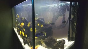 Цихлиды Малави (Мбуна). 500л. ТОП Секреты Содержания