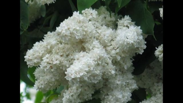 Сирень цвела... смотреть онлайн