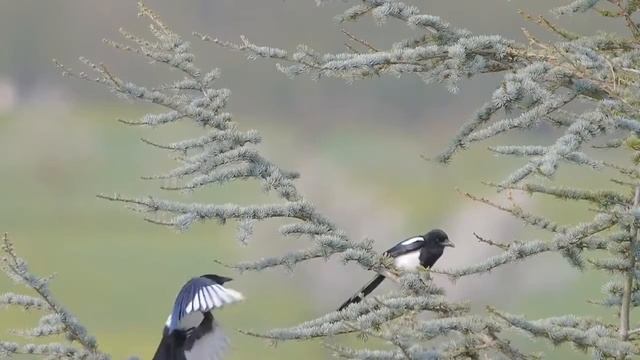 красота природы и музыка.