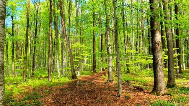 Relaxing sound of birds- насладись звуком пения птиц и природой смотреть онлайн