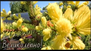 Редкие хвойные🔥Начало цветения ч.3🌲22.05.2024г