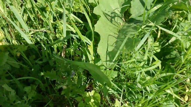 Откуда в заказнике недотрога железистая? От верблюда. Точнее - от нерадивых подрядчиков. смотреть онлайн