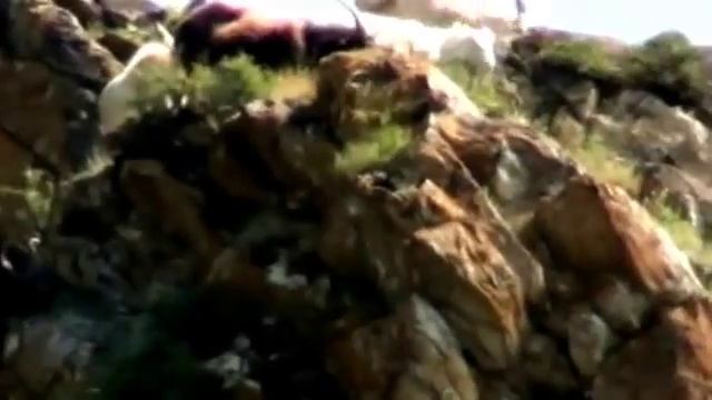 желтый чай из Египта смотреть онлайн