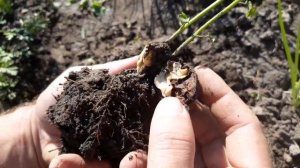 Как прорастает грецкий Орех. Пересадка саженцев грецкого ореха.