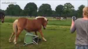 Самые смешные животные - лошади Приколы