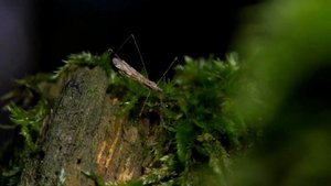 Хищные клопы. Кто они?