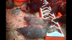 По просьбе подписчицы определяем пол у цыплят Кремового Легбара разного возраста.
