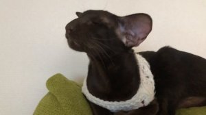 Ориентальный кот? l Проделки  ориентала Кая l Смешные коты