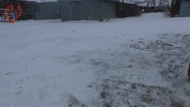 Голуби Липецкой области. смотреть онлайн