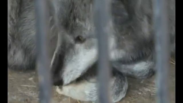 Влияние морозов на питомцев самарского зоопарка смотреть онлайн