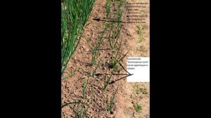 Обзор сорта лука "Богатырская сила " (характеристики, свойства, фото)