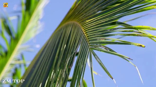 Melodic House Mix _ Vol.NS.007 _ Melodic Techno