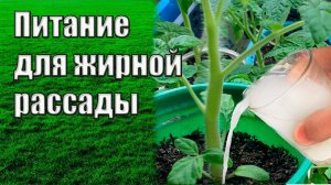 Питание для жирной рассады.