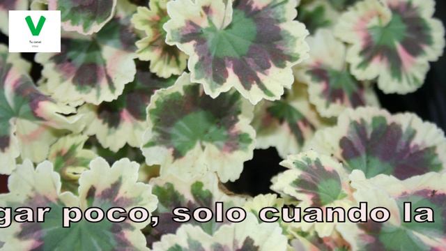 Plantas Villor Algunos geranios de colores. Villor смотреть онлайн