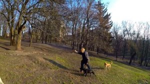 СТАФФОРД и ХАСКИ, МАЛАМУТ и ДВОРНЯГА новая серия