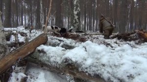 Охота на куницу с лайками.