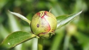 Муравьи на бутоне пионов. Ants in the bud pion.