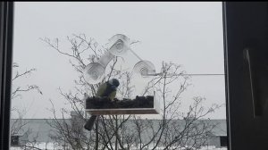 Все знают, что птица - это слово