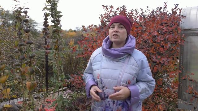 Конец садового сезона, что нужно успеть сделать.