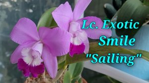 Lc. Exotic Smile spring.Очень красивый гибрид.