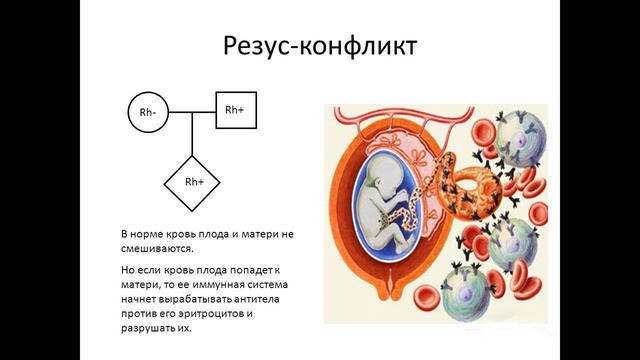 (O Rh+) ПЕРВАЯ ПОЛОЖИТЕЛЬНАЯ ГРУППА КРОВИ | ЭТО НУЖНО ЗНАТЬ КАЖДОМУ! смотреть онлайн