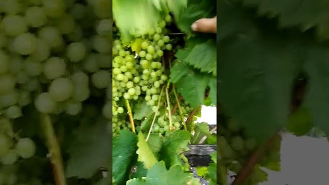 (75)Чудо виноград Алешенькин! смотреть онлайн