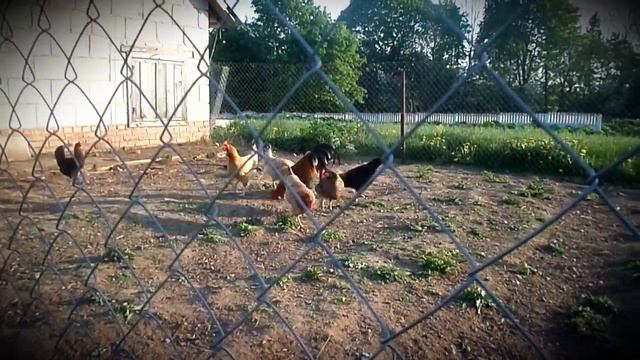 Кудах прёт:D смотреть онлайн