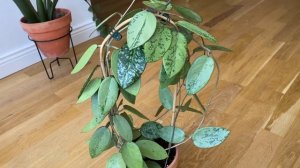 Hoya Silver dollar- еще одна хойя с красивым листом со всех сторон.