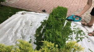Стрижка Изгороди из Самшита