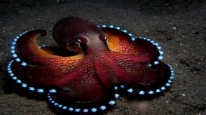 Интересные факты про осьминога