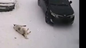 В Забайкальском крае начали отстрел бродячих собак