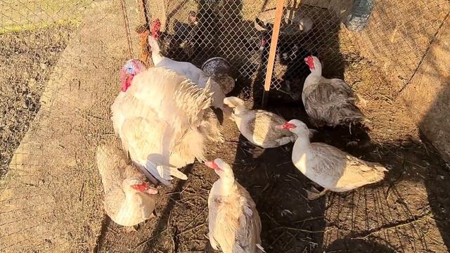 Бройлерные индюки. Наш опыт/Чем кормить, как растить, сколько мяса смотреть онлайн