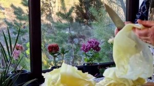 Голубцы с Фасолью Азербайджанская Кухня Деревенская Кухня Рецепты