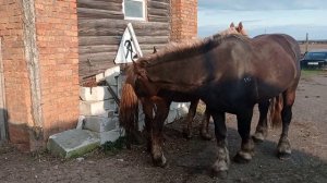 Жеребец лошади пасутся на траве