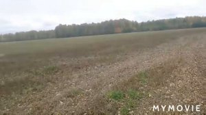 Грузди. Сухие и сырые.