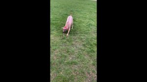 Thai Ridgeback is playing  in the park