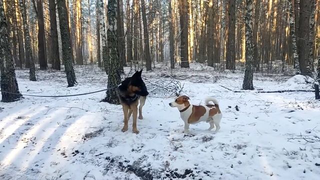 Бесстрашный Джек рассел терьер и Немецкая овчарка. Прогулки с собакой в лесу смотреть онлайн