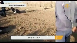 Массовый падеж скота в Кызылординской области