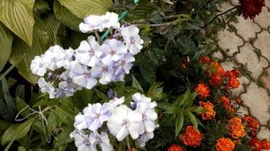 #сад #флокс #голубой / Флокс метельчатый голубой  Новинка ( лат. phlox paniculata). Краткий обзор