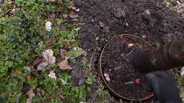 V29: Fieldwork with Cedrus libani / April 2021 смотреть онлайн