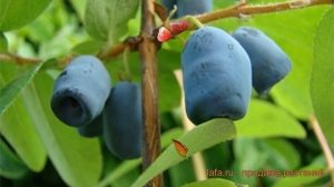 Жимолость съедобная Синяя птица (lonicera edulis) ? обзор: как сажать, саженцы жимолости Синяя птиц